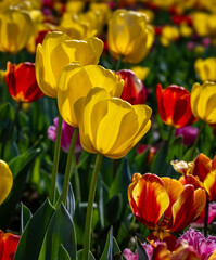 Obraz premium Beautiful yellow tulips backlit by the sun.