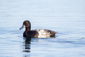 Male Lesser scaup duck is swimming in the pond waters.