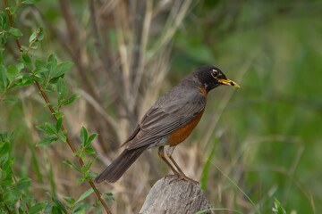 Cute American Robin is perched on a tree with insect in the beak.