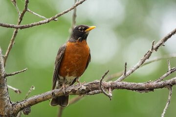 American robin is sitting on a tree branch in summer forest.