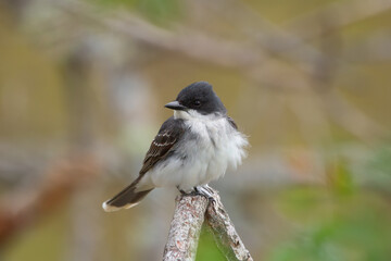 Bird Eastern kingbird is sitting on a twig in the autumn park.