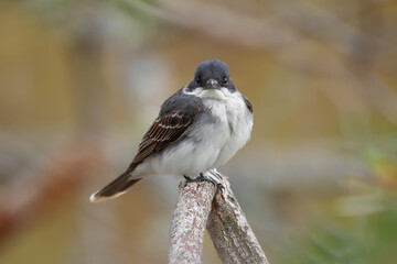 Bird Eastern kingbird is sitting on a twig in the autumn park.