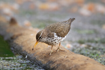 Spotted sandpiper is foraging near water from the log in wetland.