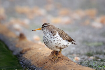 Spotted sandpiper is foraging near water from the log in wetland.