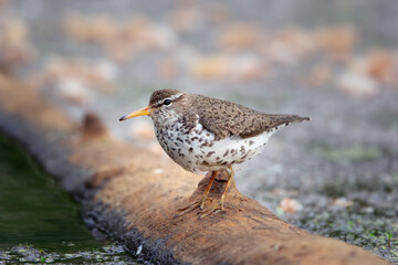Spotted sandpiper is foraging near water from the log in wetland.