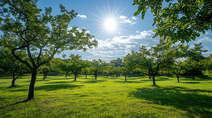 Sunny Orchard with Green Trees and Grass