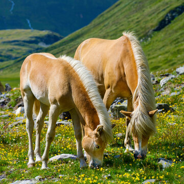 Haflinger horse on its mountain pasture (Shieling) in the Otztal Alps (Obergurgl, Rotmoostal). Austria, Tyrol