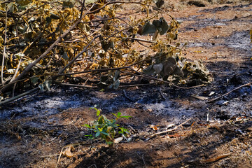 Textured Effects scorched land due to forest fires. Land clearing by burning land. Social Issues. Environmental Destruction. Forest Industry. Wallpaper Backgrounds. Textured Detail photography concept
