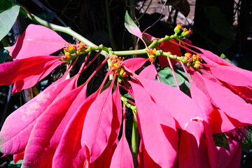 Poinsettia or Euphorbia Pulcherrima flowers are bright red. Flowers that are often used as...