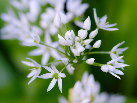 Wild garlic. Germany