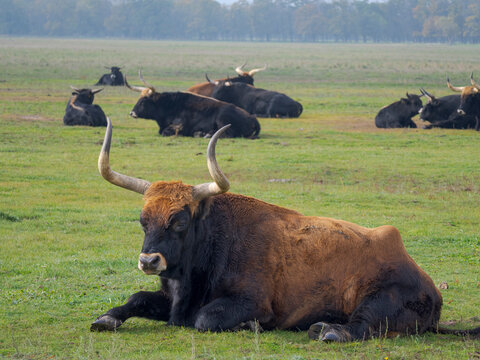 Heck Cattle, attempt to breed back the extinct Aurochs from domestic cattle. Wildlife Park of the National Park Hortobagy, UNESCO Site. Hungary.