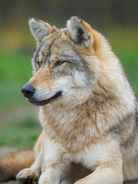 Gray wolf in the wildlife center (Hortobagyi Vadaspark) of the National Park Hortobagy, listed as UNESCO World Heritage Site. Eastern Europe, Hungary.