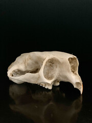 Well-preserved skull of an American porcupine against a black background. Its intricate details, from the pointed incisors to the delicate eye sockets, are showcased with striking clarity