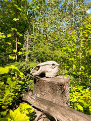Highlighted by lush Rocky Mountain foliage, an elk skull sits atop a tree trunk base, evoking the rugged beauty of the wilderness.