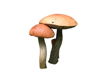 A close-up of two mushrooms side by side against a clean white background, highlighting their detailed textures and rich earthy tones, offering a captivating view of their natural.