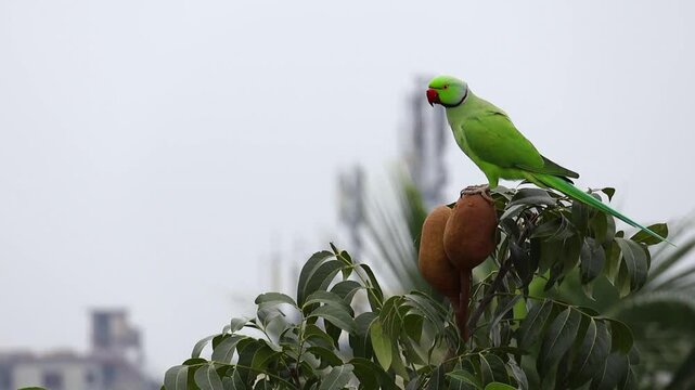 A parrot perched on top of mahogany tree fruit and Looking around curiously.