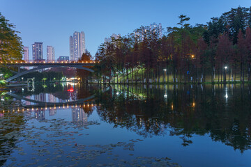 A grove of larch trees along the lake in City Park