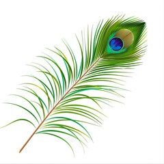 Obraz premium Peacock feather on a white background. Vector Illustration 
