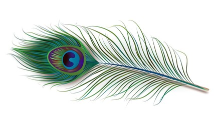 Peacock feather on a white background. Vector Illustration
