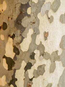 Portugal, Obidos. Close-up of the bark of a mottled Sycamore platanus tree lining a walkway.