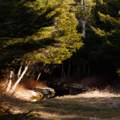 Obraz premium autumn in the forest