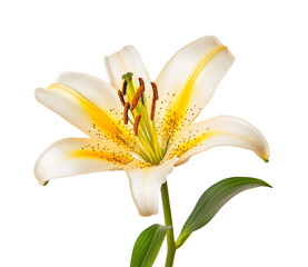 Single stem with a bright yellow lily flower isolated