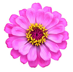 Purple Zinnia flower head on transparent background