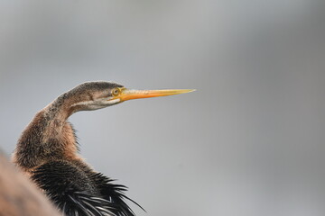 Oriental Darter