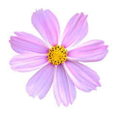 Pink flowers clipart png, Garden Cosmos