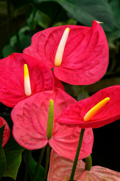 Anthurium
