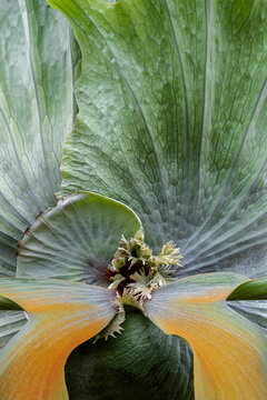 Staghorn fern detail