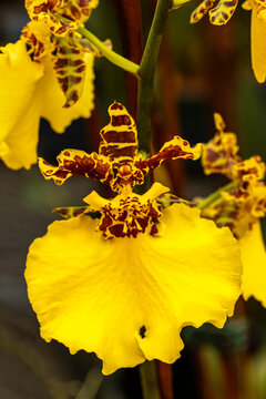 Dancing lady, Jiuhboa gold 'Tainan' orchid