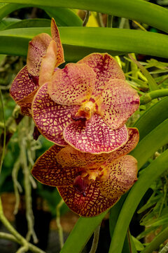Speckled vanda orchid