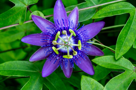 Purple passionflower