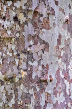 American sycamore tree bark