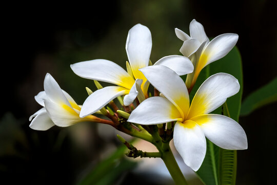 Plumeria, Frangipani