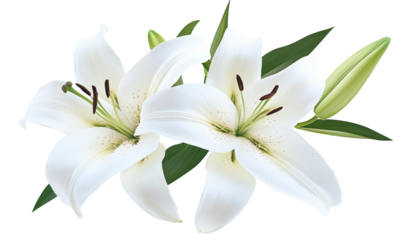 White Lily flower bouquet isolated on transparent background