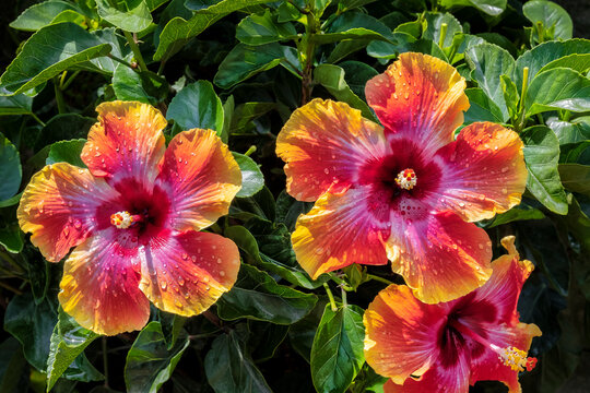 Multicolored hibiscus