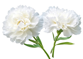 White flower clipart png, Moss Rose isolated on white background