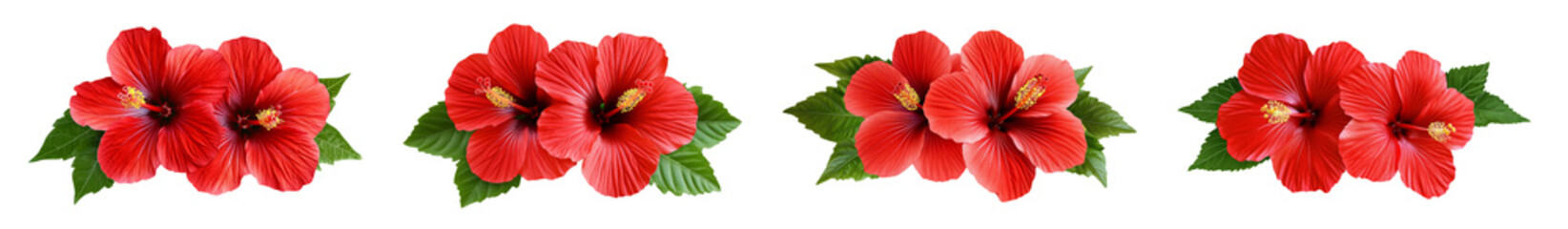 Obraz premium Hibiscus flowers in tropical arrangement isolated on white background