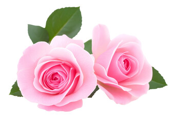 Beautiful pink roses. isolated on white background