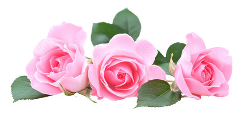 Beautiful pink roses. isolated on white background