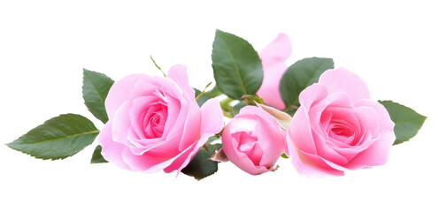 Beautiful pink roses. isolated on white background