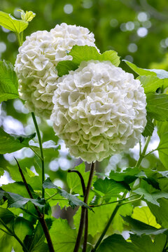 Guelder-rose, viburnum, snowball tree