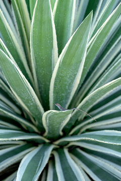 Brown anole on a century plant