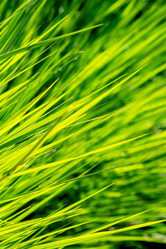 Ornamental grass