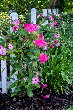 Pink Brazilian jasmine, mandevilla