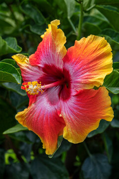 Fiesta hibiscus