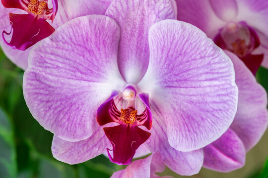Purple moth orchid