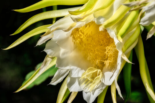 Night-blooming dragon fruit plant
